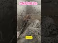 【パンチくん🐵】赤ちゃん猿を転ばせてしまったパンチくん。その後の「謝罪」が温かすぎて涙…