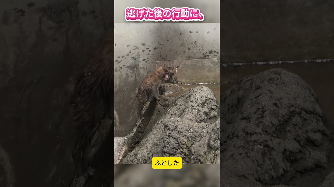 【パンチくん🐵】赤ちゃん猿を転ばせてしまったパンチくん。その後の「謝罪」が温かすぎて涙…