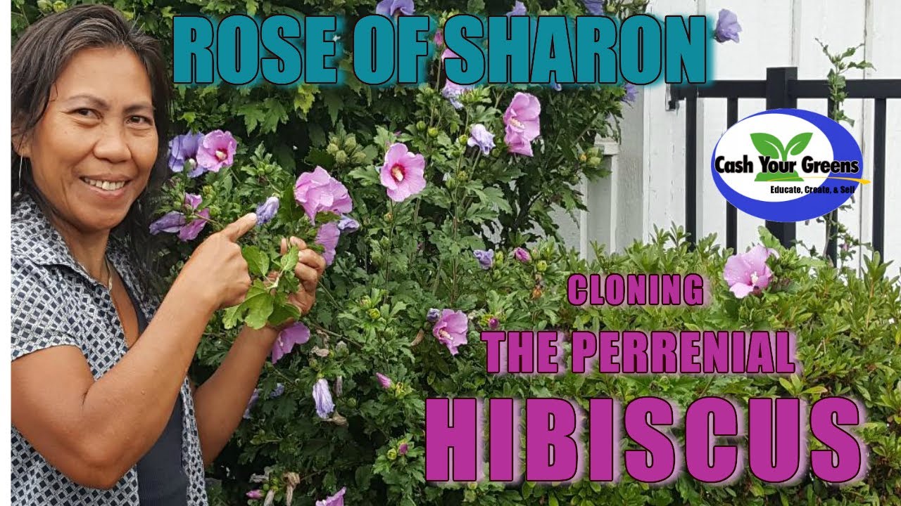 PROPAGATING ROSE OF SHARON / SUPER FAST WAY TO ROOT - YouTube