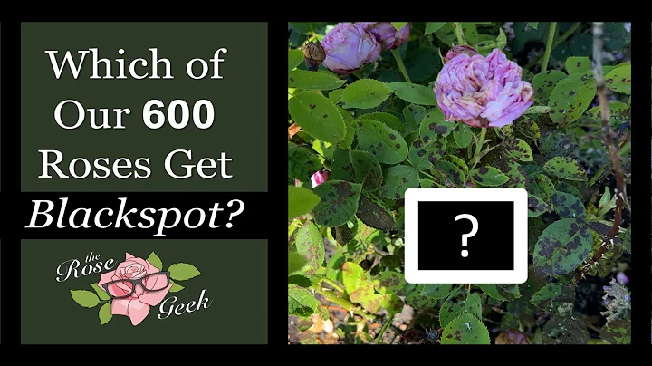 Which of 600 Roses Get Black Spot? // Kordes, Meil...