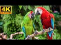 Our planet  macaw parrots 4k  relaxing music with colorful birds in the rainforest