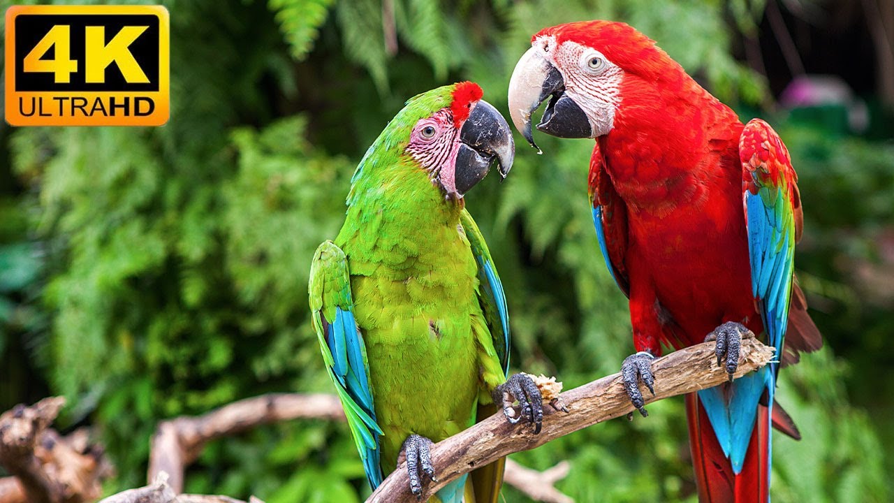 Our Planet  Macaw Parrots 4K   Relaxing Music With Colorful Birds In The Rainforest