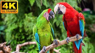 كوكبنا | Macaw Parrots 4K - الموسيقى الاسترخاء مع الطيور الملونة في الغابات المطيرة