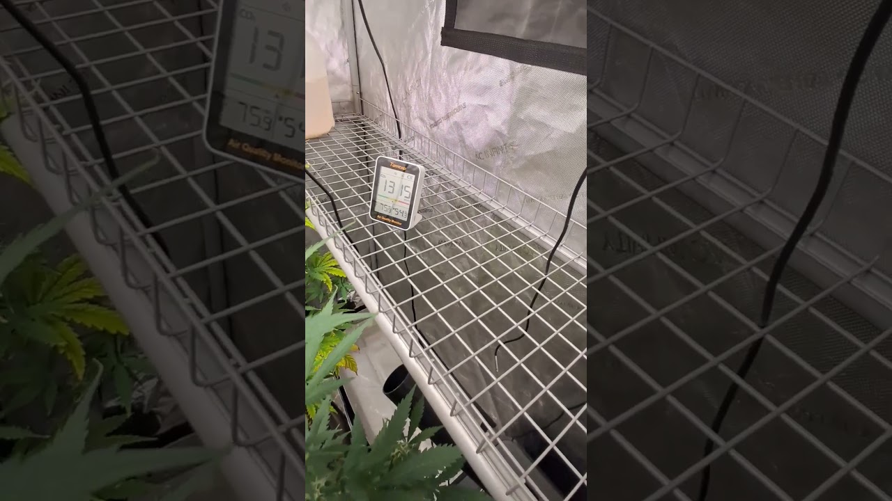 grape ape update flowering