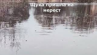 Нерест щуки - водоём кишит. Рыбалка в Ленинградской области