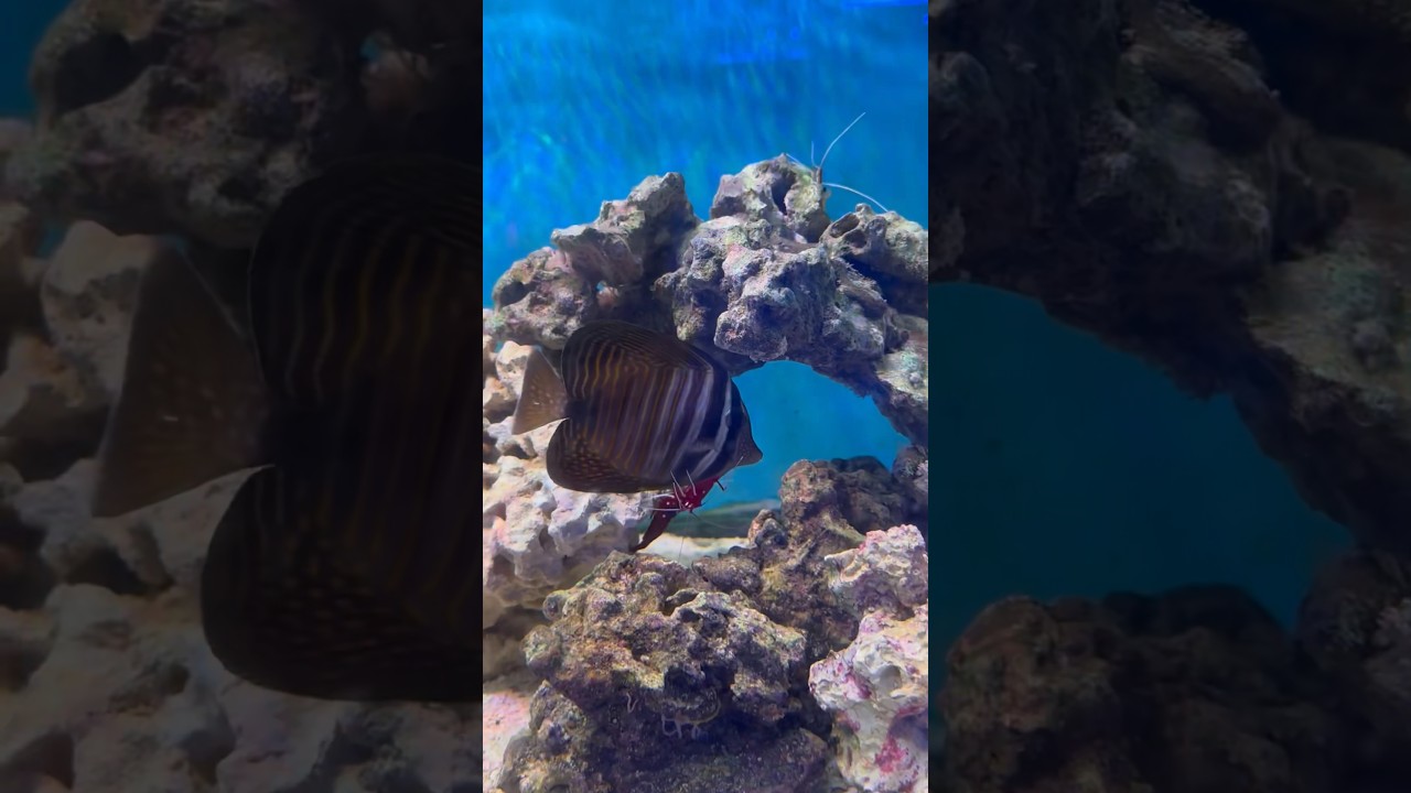 Blood Red Fire Clean Shrimp Cleaning Sailfin Tang 