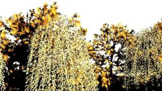 3DS Max - Block Collapse Test PhysX | 2009