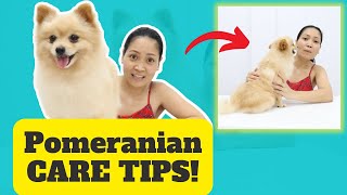 TIPS SA PAG-AALAGA NG POMERANIAN | PAANO ALAGAAN ANG POMERANIAN DOGS | MUNTING KENNEL by Munting Kennel 40,594 views 2 years ago 9 minutes, 26 seconds