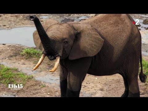 Vidéo: Les Jeunes Gorilles Travaillent Ensemble Pour Détruire Les Pièges Des Braconniers Au Rwanda - Réseau Matador