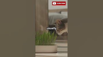 The Mystery of Catnip: How It Affects Cats #shorts