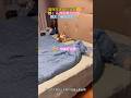 貓咪在床上玩什麼呢 人 你最好別看 別動 網友 怎麼男主嚇成女生了 Cat Funny Shorts Funnyshorts Cutecat