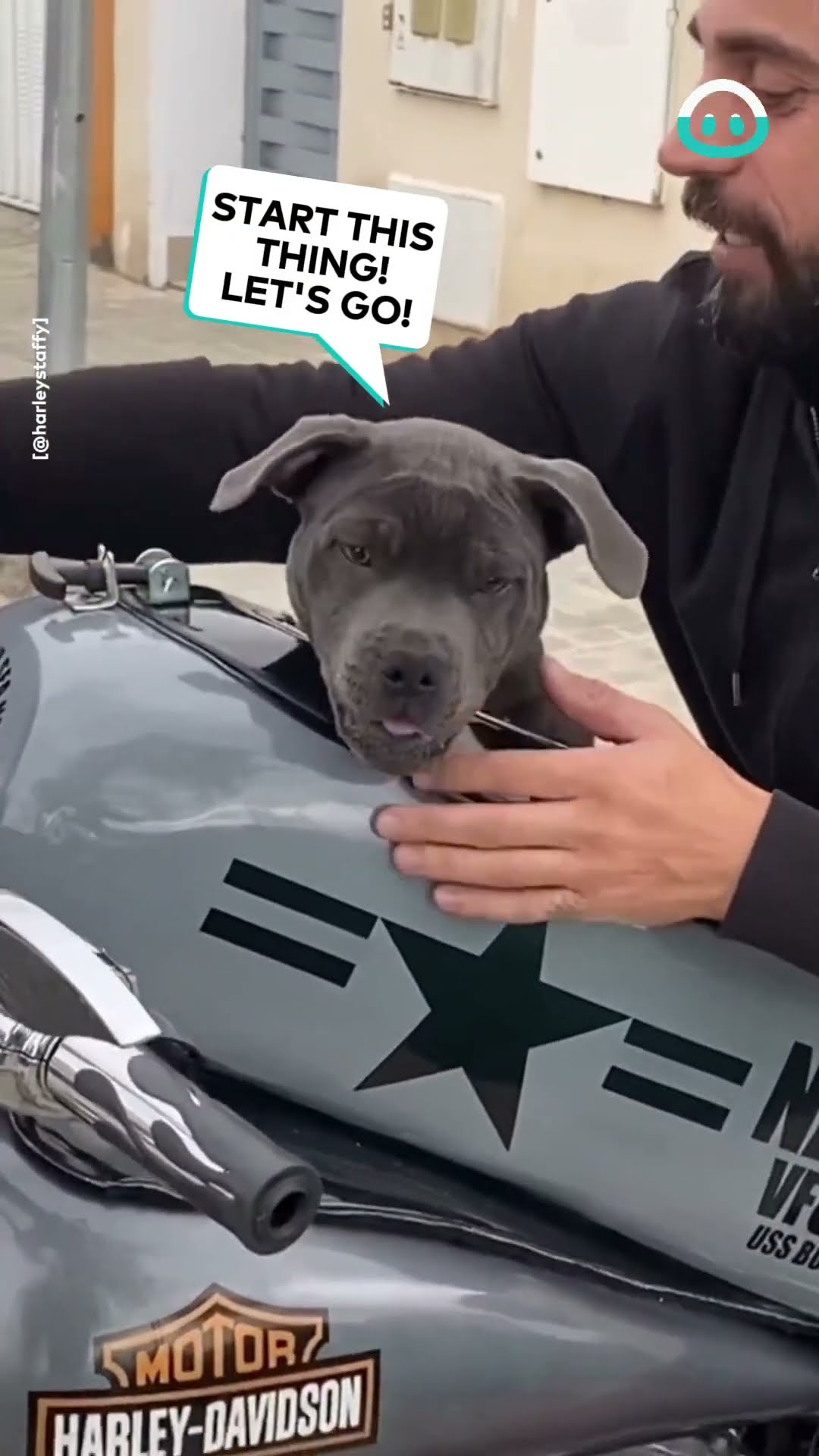 Biker Pup Takes a Ride || ViralHog