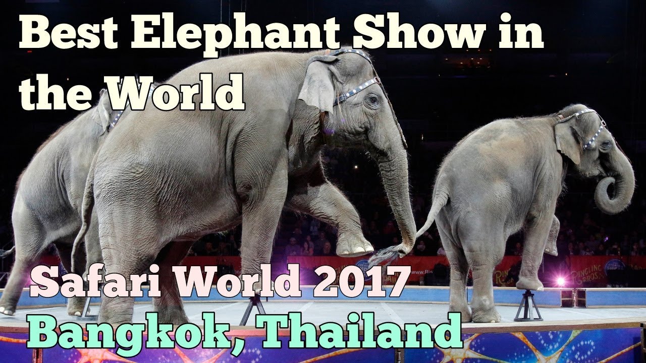 World Most Popular Elephant Show Safari World Bangkok Thailand