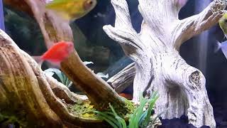 Glow Tetras and Dwaf Crayfish