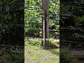 Canarinho da terra!!