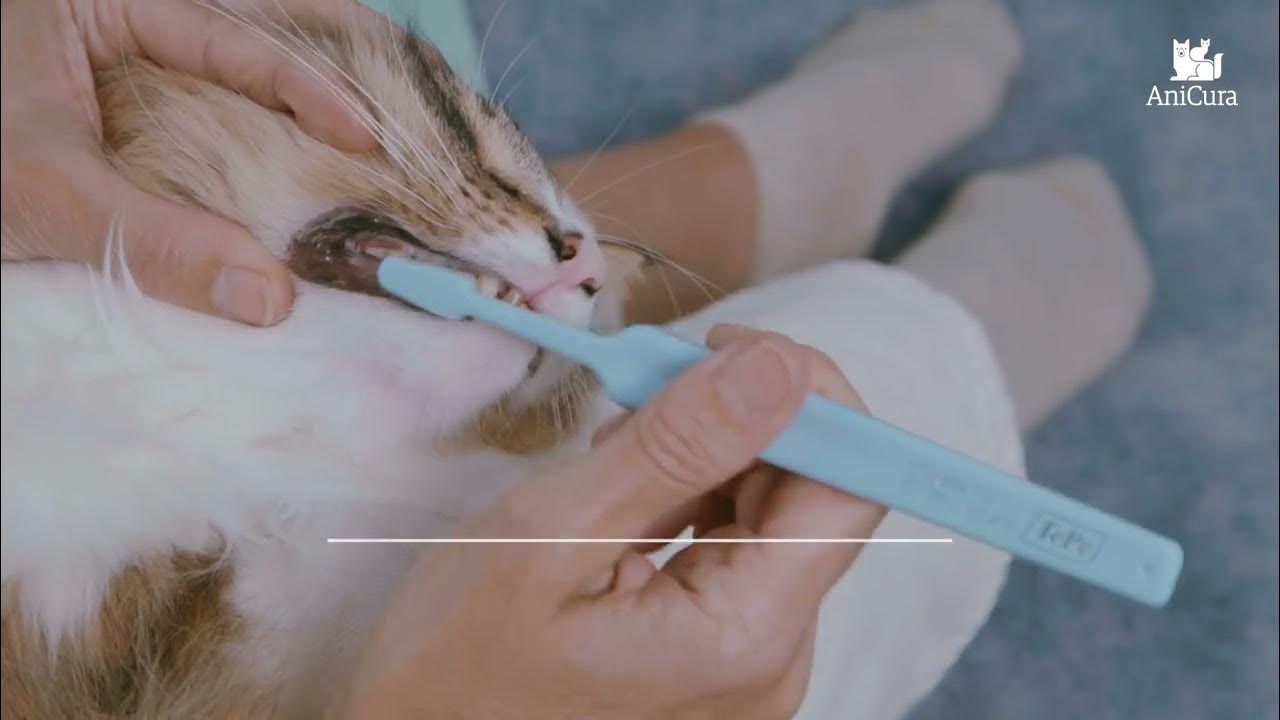 Comment brosser les dents de son chat ? YouTube