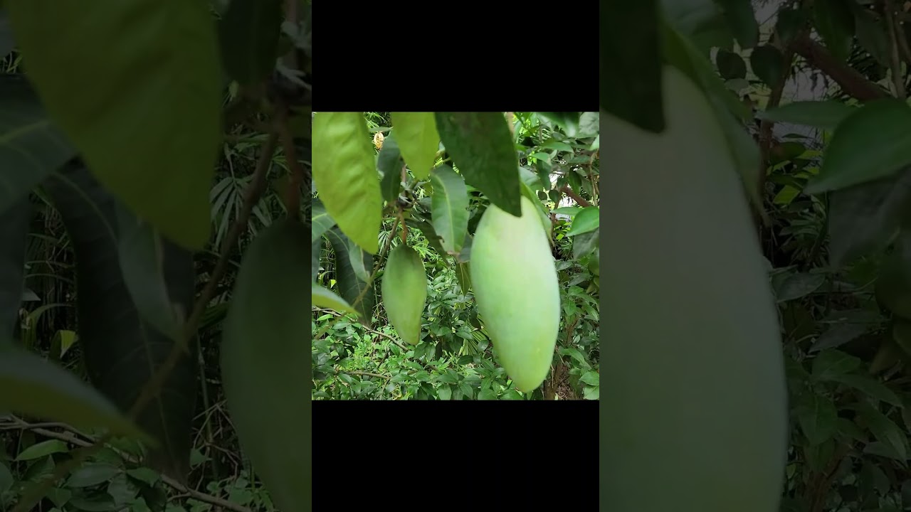 Mango: The Superfruit You Didn't Know About