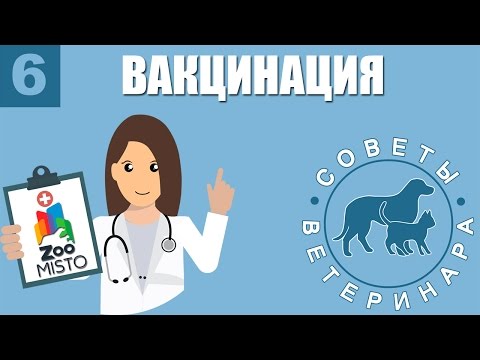 Вакцинация Животных | Зачем нужны прививки собаке и кошке | Советы Ветеринара
