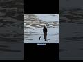 Capture de la vidéo 🐧 Midwest Penguin 🎥: Unknown #Shorts 🎵: “Filaments” By @Scottbuckley