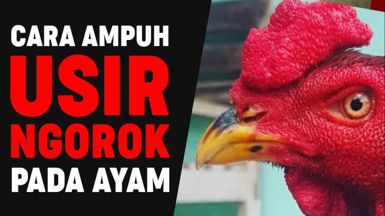 Cara Mengobati Ayam Ngorok Sembuh Total Tanpa ObatObatan YouTube