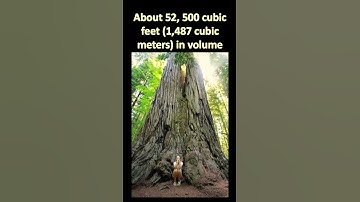 What is the Biggest Tree in the World? | Know it in a Minute | Short Video