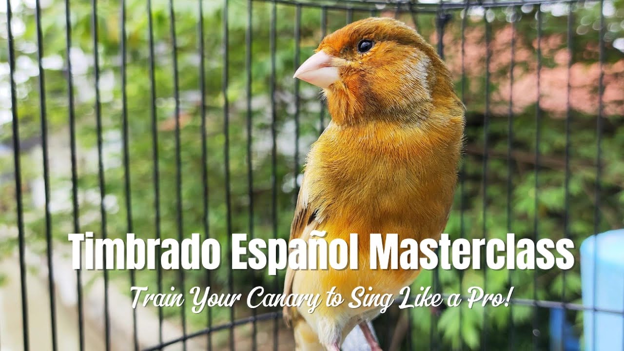 Timbrado Español Masterclass – Train Your Canary to Sing Like a Pro ...