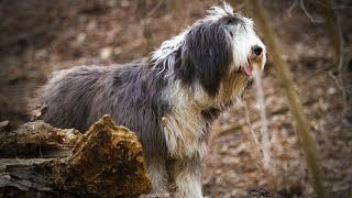 Healthy Diet Tips for Old English Sheepdogs