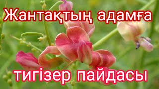 Жантақтың пайдасы#польза джантак#Верблюжья колючка.Жантақтың емдік қасиеті/жантак.жусан.