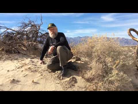 Video: Mesquite Tree Fordele: Lær om de forskellige anvendelser af Mesquite Trees