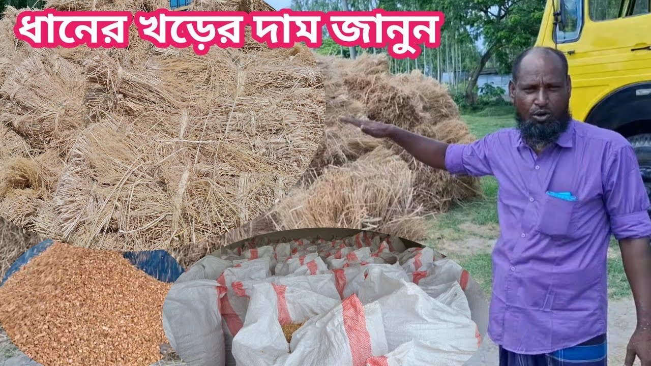 আজ ১০/৭/২৫ | গো খাদ্যের দাম!  ধানের খড়/কাড়ি/বিচালি কেমন দামে সরবরাহ করছেন?  খড়ের দাম