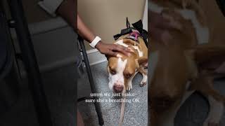 Dogs cost more than kids!