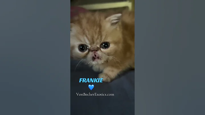 Video 11483221: exotic kitten