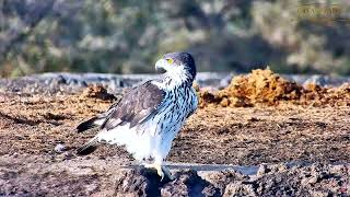 Африканский орел-ястреб - African hawk-eagle
