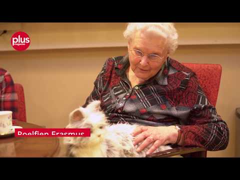 Video: Tekenen van dementie bij oude honden