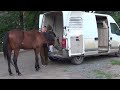 Лошадь. Учим грузиться в коневоз.Horse. We learn to load into a horse transporter.