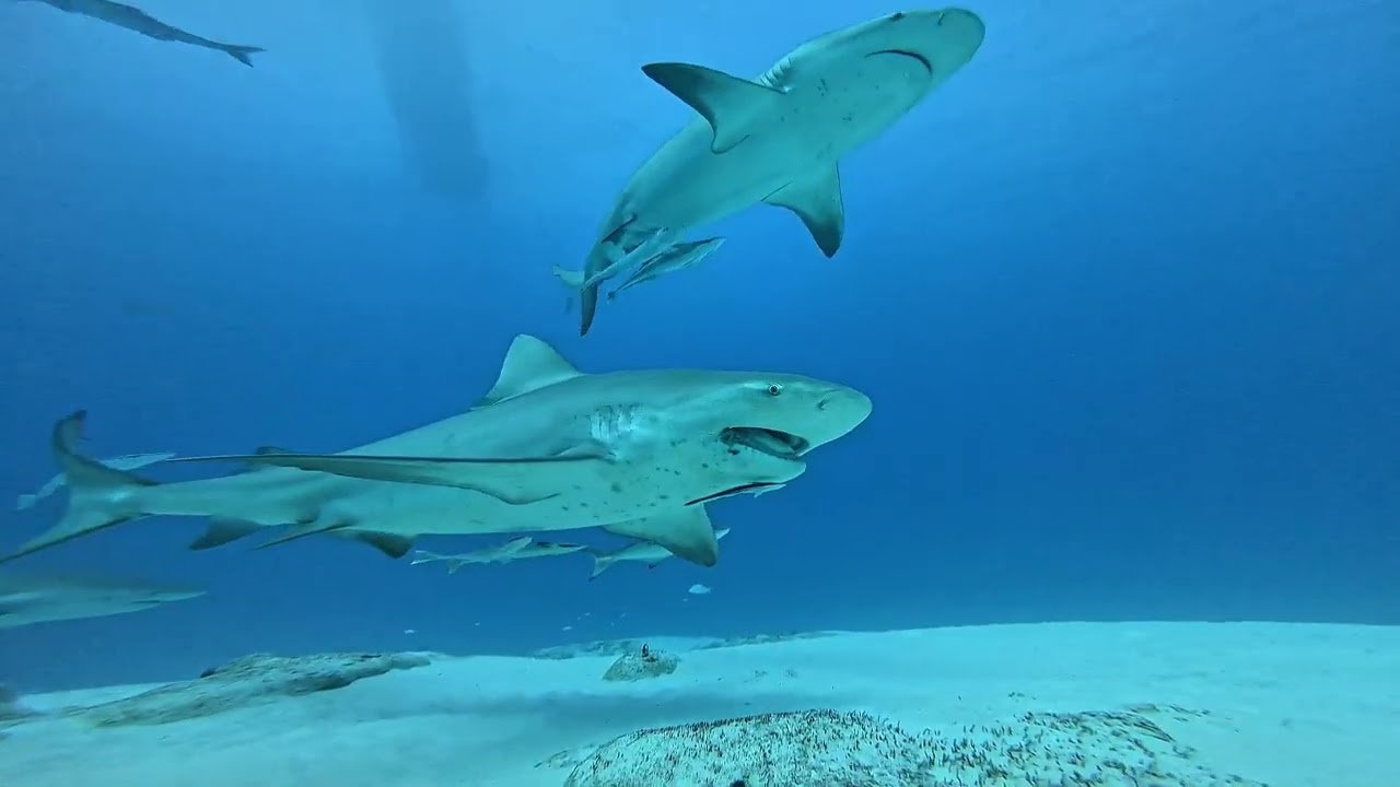 Buceo en Playa del carmen(tiburónes toro)🦈🤿