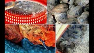 Clam farming:  A forgotten industry