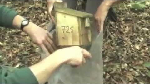 A guide to checking a nest box with multiple active dormice