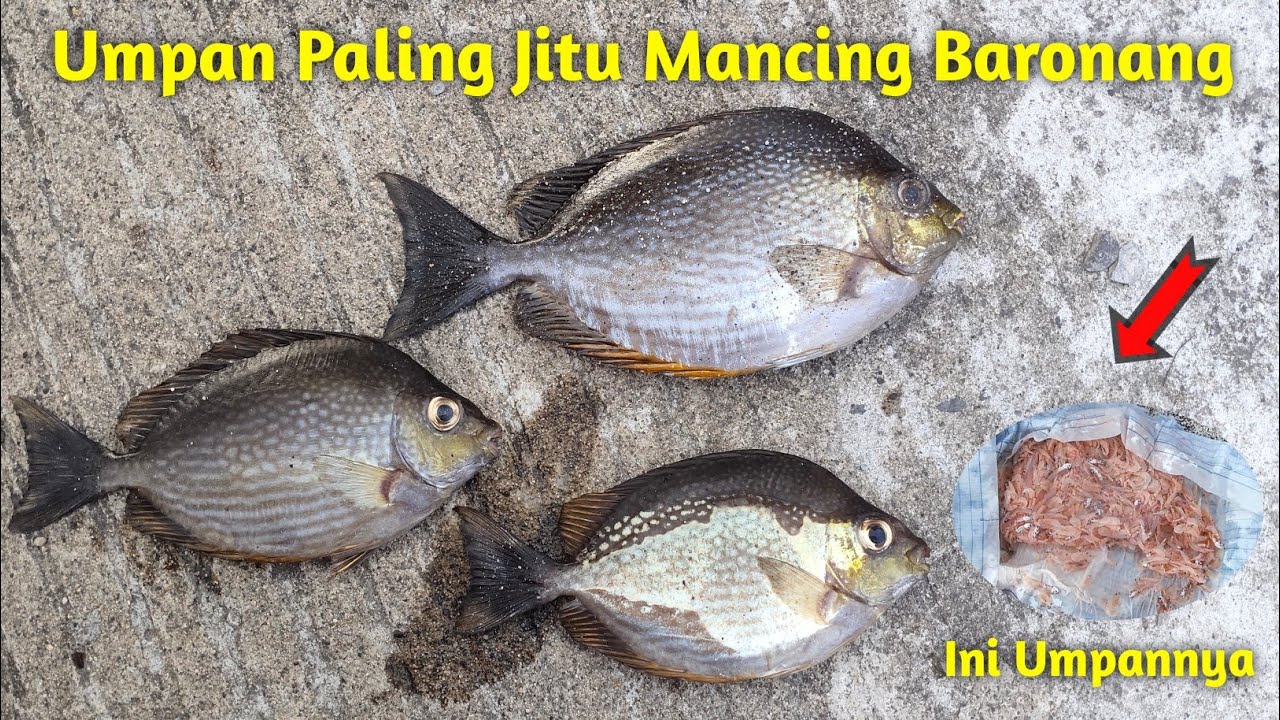 UMPAN TERBAIK UNTUK MANCING | MANCING BARONANG | HANDLINE FISHING | UDANG REBON !!