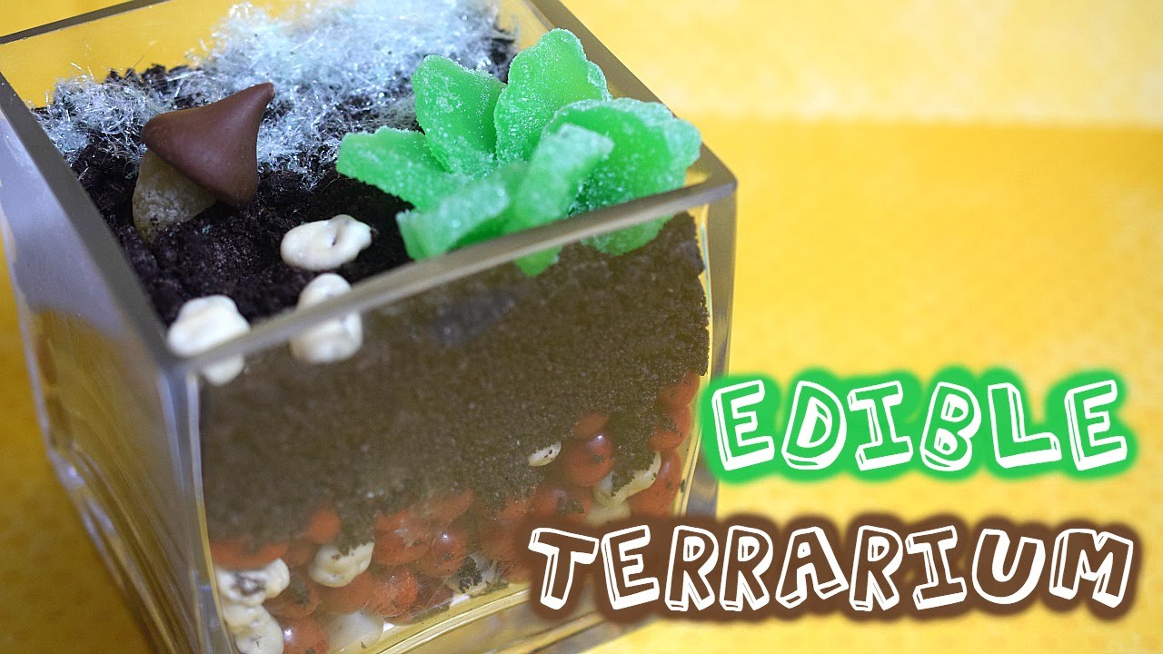 diy edible terrarium make