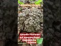 🍄 Eichase - Neufund Lörrach 🍄im Pilzglück