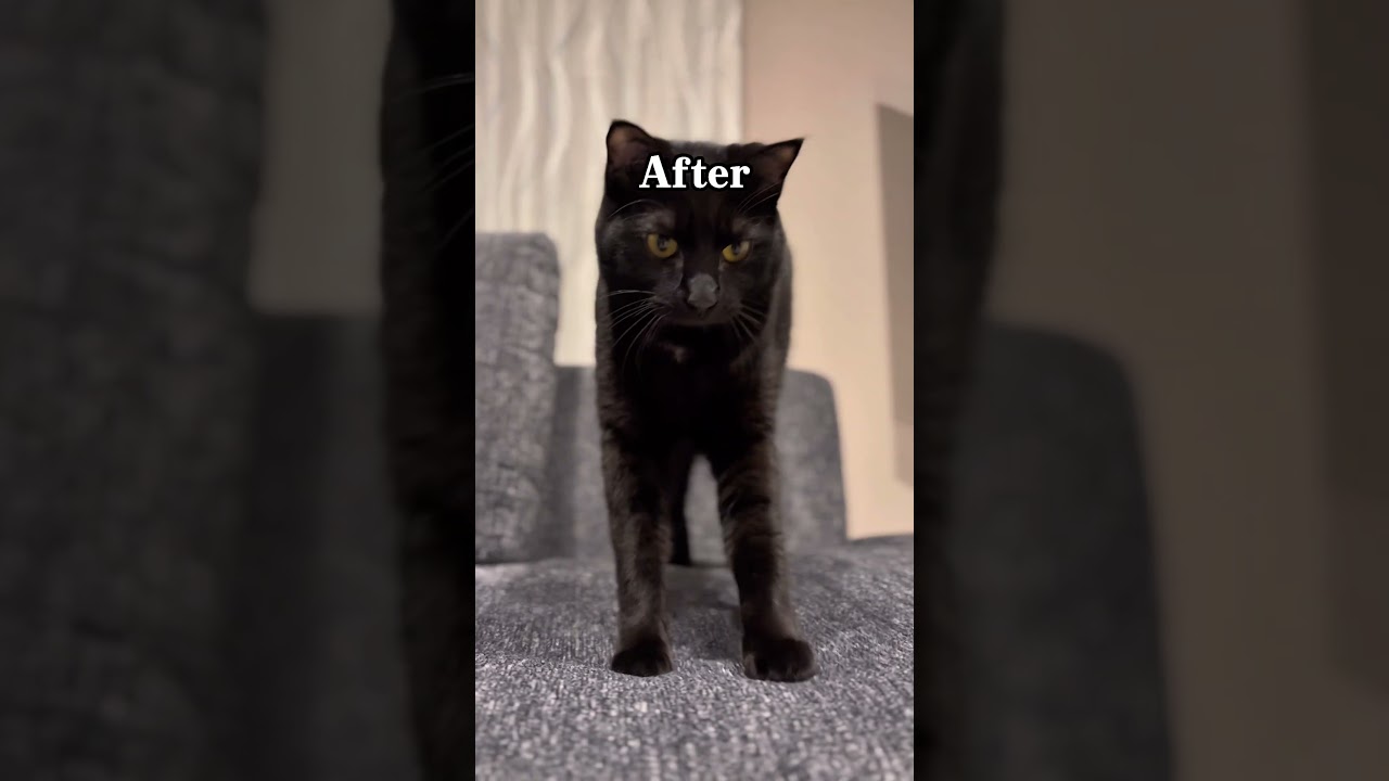 黒猫みんと 新玉旅館】2024年 幸せニャンコ第1号・ミント君