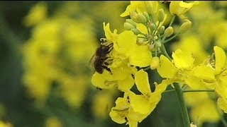 La France veut interdire un pesticide soupçonné d'être nocif pour les abeilles