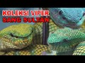 KOLEKSI ULAR VIPER SANG SULTAN