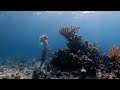 Jewels of andros  freediving the blue holes of andros bahamas