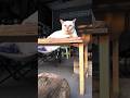 手が短い猫の末路