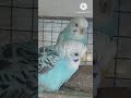 🐦 Budgies Love to Play Together! ❤️ | Cute Pet Birds #Shorts #Budgies #BirdLovers