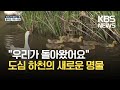 거위가족도, 수달도 돌아왔다!…도심 생태하천 복원 / KBS 2021.05.14.