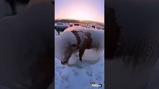 Famous Frozen Solid… But Still Alive 🧊🐄 #shorts Wealth