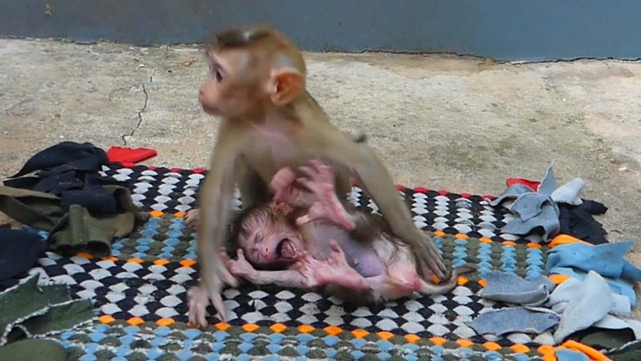 SoSad!! Litt Shusy Cr y  Loudly &Angry Jenna Jump On Her While Waiting Mom Prepare Fruits